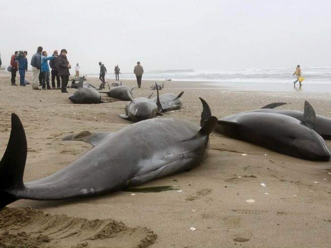 Dauphins échoués sur la plage d'Hokota au Japon
