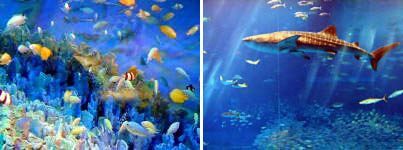 L'aquarium Churaumi à Okinawa, Japon
